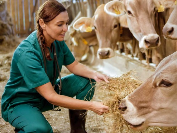 female Veterinarian feeding dry grass to cows in barn 