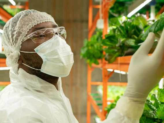 Food safety technician examining vegetables in distribution warehouse