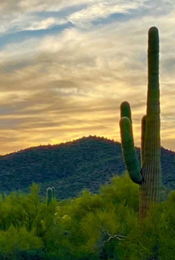 Scene of the Sonoran Desert in Tucson, AZ