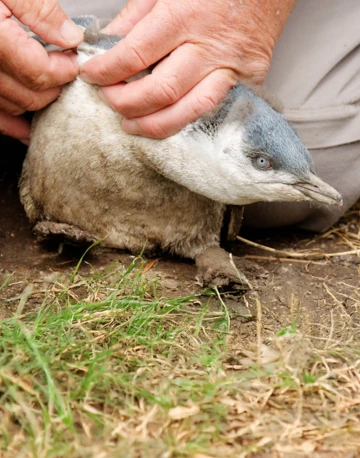Aquarium conservationist attending to a blue penguin chick