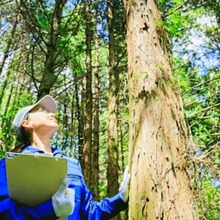 Environmental engineer working in a forest