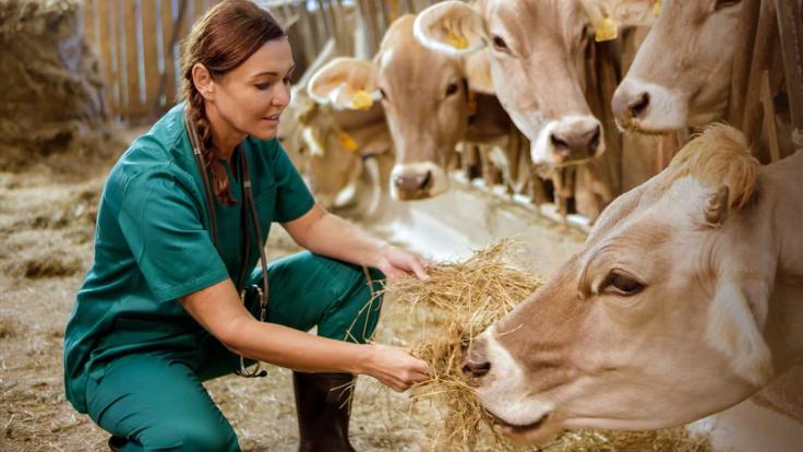 female Veterinarian feeding dry grass to cows in barn 