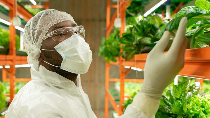 Food safety technician examining vegetables in distribution warehouse
