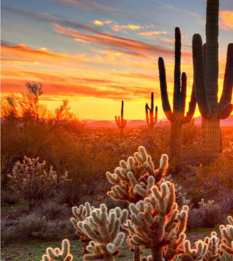 Sonoran desert at sunset