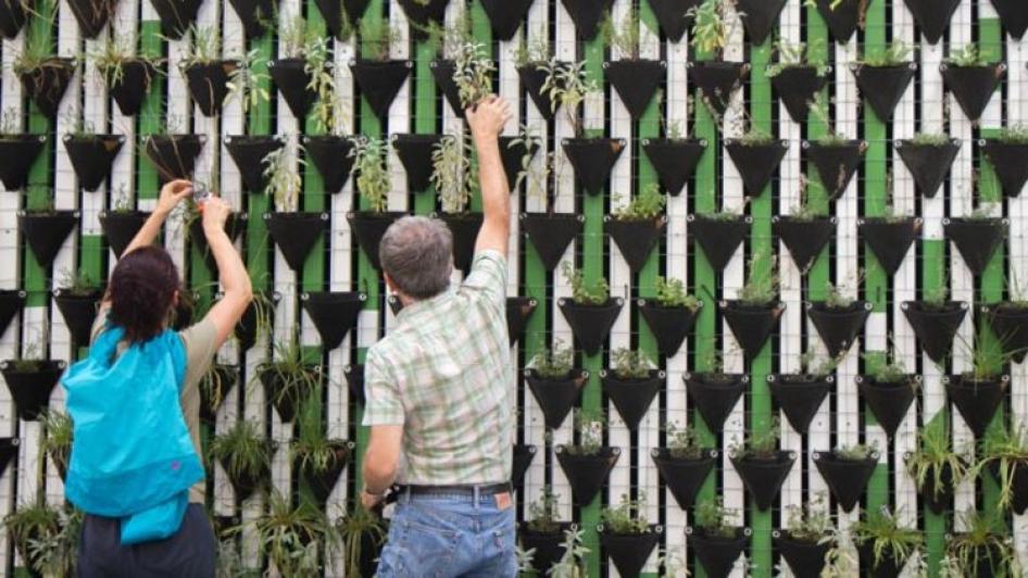 People working on plant wall