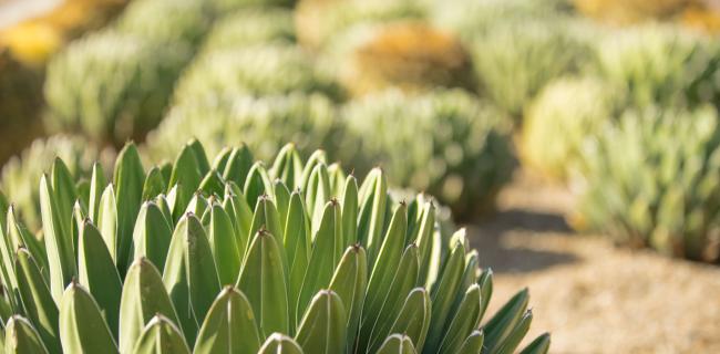 close up image of agave plant